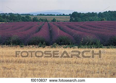 France, French, French Provence Alpes Cote d'Azur, Provence, Europe, travel, travel exterior View Large Photo Image Stock Photo - France, French, French Provence Alpes Cote d'Azur, Provence, Europe, travel, travel exterior. Fotosearch