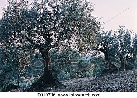 France, French, French Provence Alpes Cote d'Azur, Provence, Europe, travel, travel exterior View Large Photo Image Stock Photograph - France, French, French Provence Alpes Cote d'Azur, Provence, Europe, travel, travel exterior. Fotosearch