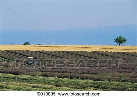 Stock Photography - France, French, French Provence Alpes Cote d'Azur, Provence, Europe, travel, travel exterior. Fotosearch