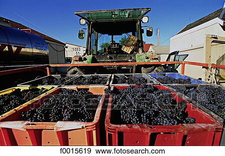 France, French French, Southern Europe, Europe, European Champagne Ardenne, Champagne, Marne View Large Photo Image Stock Photo - France, French French, Southern Europe, Europe, European Champagne Ardenne, Champagne, Marne. Fotosearch