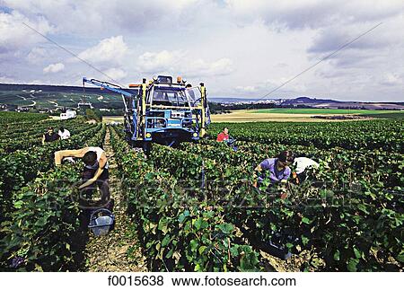 France, French French, Southern Europe, Europe, European Champagne Ardenne, Champagne, Marne View Large Photo Image Stock Photo - France, French French, Southern Europe, Europe, European Champagne Ardenne, Champagne, Marne. Fotosearch