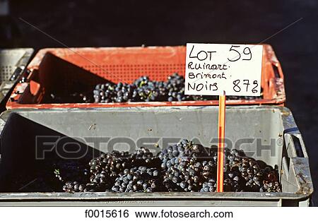 France, French French, Southern Europe, Europe, European Champagne Ardenne, Champagne, Marne View Large Photo Image Stock Photograph - France, French French, Southern Europe, Europe, European Champagne Ardenne, Champagne, Marne. Fotosearch