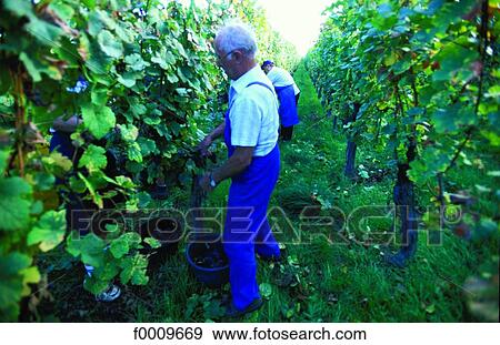 French exterior, Bas Rhin, French, France, Europe, open air, Alsace View Large Photo Image Stock Photo - French exterior, Bas Rhin, French, France, Europe, open air, Alsace. Fotosearch