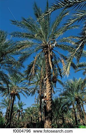 French West Indies, palm tree, flora, wildlife, harvest, harvesting, date View Large Photo Image Stock Photograph - French West Indies, palm tree, flora, wildlife, harvest, harvesting, date. Fotosearch