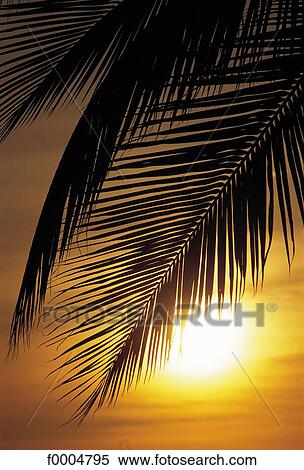 French West Indies, sunset, setting sun, palm tree, yellow, flora, wildlife View Large Photo Image Stock Photography - French West Indies, sunset, setting sun, palm tree, yellow, flora, wildlife. Fotosearch