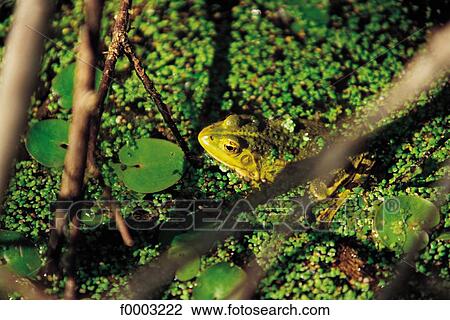 frog, swamp, marsh, animal, animals, amphibian, Normandy View Large Photo Image Stock Image - frog, swamp, marsh, animal, animals, amphibian, Normandy. Fotosearch