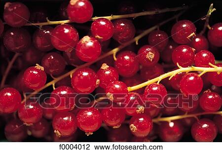 fruit, berry currant, aliment, redcurrant, cluster, red View Large Photo Image Stock Image - fruit, berry currant, aliment, redcurrant, cluster, red. Fotosearch