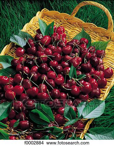 Picture - fruit, cherry, aliment, berry currant, stone fruit, basket. Fotosearch
