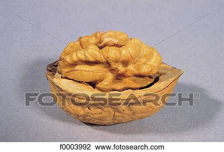 Stock Image - fruit, dried fruit, aliment, walnut, shell, inside. Fotosearch