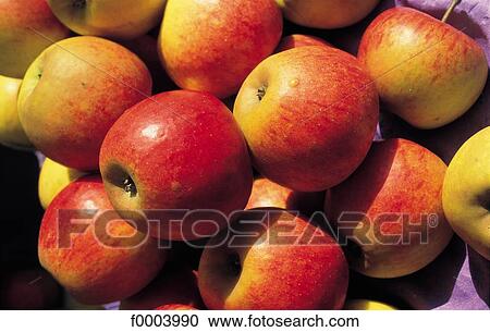 fruit, pip fruit, apple, aliment, red, inside View Large Photo Image Stock Image - fruit, pip fruit, apple, aliment, red, inside. Fotosearch
