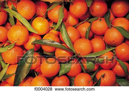 fruit, pip fruit, citrus fruit, aliment, tangerine, inside View Large Photo Image Stock Photo - fruit, pip fruit, citrus fruit, aliment, tangerine, inside. Fotosearch