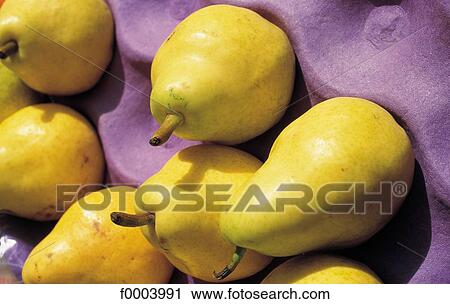 fruit, pip fruit, pear, williams pear, aliment, yellow View Large Photo Image Stock Image - fruit, pip fruit, pear, williams pear, aliment, yellow. Fotosearch