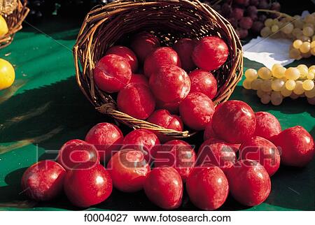 fruit, stone fruit, aliment, plum, red, basket View Large Photo Image Stock Photo - fruit, stone fruit, aliment, plum, red, basket. Fotosearch