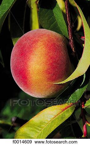 gastronomy, food, summer, aliment, aliments, fruit, fruits View Large Photo Image Stock Photo - gastronomy, food, summer, aliment, aliments, fruit, fruits. Fotosearch