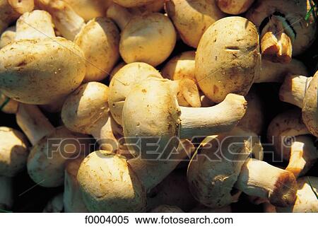 gastronomy, mushroom, indoors, inside, button mushroom, aliment View Large Photo Image Stock Photography - gastronomy, mushroom, indoors, inside, button mushroom, aliment. Fotosearch