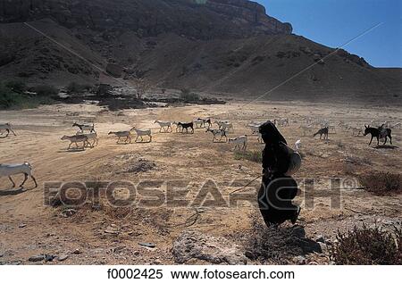 goat, flock, herd, cattle, shepherd, Yemen, Middle East View Large Photo Image Stock Photography - goat, flock, herd, cattle, shepherd, Yemen, Middle East. Fotosearch