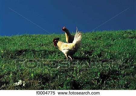 grass, animals, white, bird, tamed animal, animal View Large Photo Image Stock Photography - grass, animals, white, bird, tamed animal, animal. Fotosearch