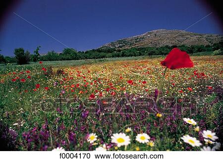 , Greece, field, field of flower, red poppy, multicoloured, colourful View Large Photo Image Stock Image - , Greece, field, field of flower, red poppy, multicoloured, colourful. Fotosearch