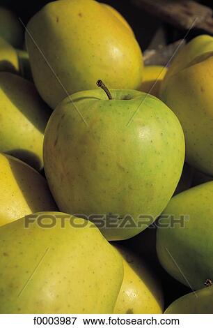 green, fruit, golden apple, apple, pip fruit, aliment View Large Photo Image Stock Photo - green, fruit, golden apple, apple, pip fruit, aliment. Fotosearch