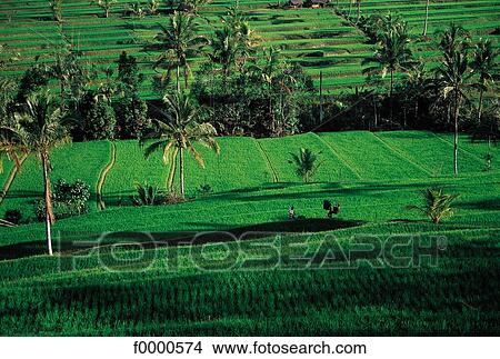 green, rice field, rice paddle, landscape, landscapes, scene, scenery View Large Photo Image Picture - green, rice field, rice paddle, landscape, landscapes, scene, scenery. Fotosearch