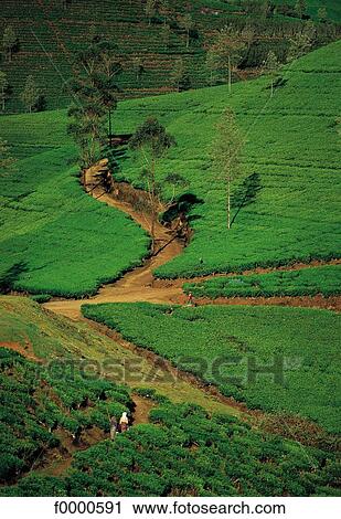Stock Image - green, Sri Lanka, landscape, landscapes, scene, scenery, scenes. Fotosearch