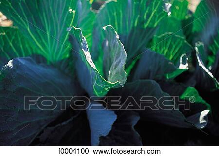 green, vegetable, leaves, leaf, cabbage, aliment View Large Photo Image Stock Image - green, vegetable, leaves, leaf, cabbage, aliment. Fotosearch