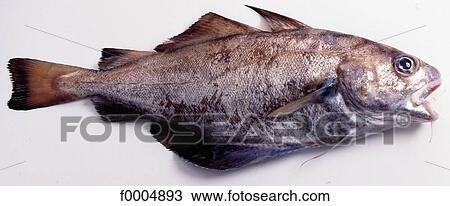 grey, fish, coalfish, pollack, sea fish, aliment View Large Photo Image Stock Image - grey, fish, coalfish, pollack, sea fish, aliment. Fotosearch