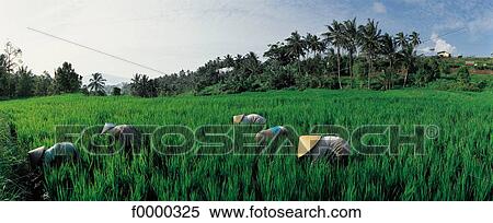 Stock Photography - harvest, harvesting, field, rice field, rice paddle, Indonesia, South East Asia. Fotosearch