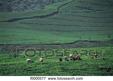 harvest, harvesting, green, Indonesia, South East Asia, Asia, tea plantation View Large Photo Image Stock Photo - harvest, harvesting, green, Indonesia, South East Asia, Asia, tea plantation. Fotosearch