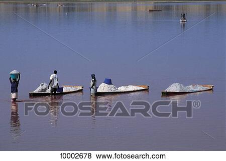 harvest, harvesting, salt, lake, Africa, Senegal View Large Photo Image Stock Photo - harvest, harvesting, salt, lake, Africa, Senegal. Fotosearch