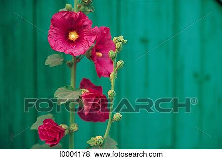 holly hock, flower, flora, wildlife, pink, nature View Large Photo Image Stock Photo - holly hock, flower, flora, wildlife, pink, nature. Fotosearch