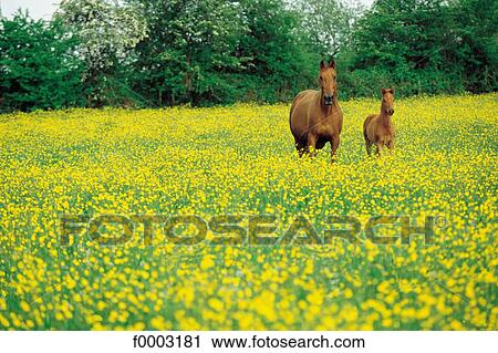 horse, animal, animals, field of flower, foal, ruminant, flora View Large Photo Image Stock Image - horse, animal, animals, field of flower, foal, ruminant, flora. Fotosearch