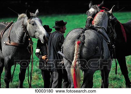 horse, animal, animals, folklore, tradition, ruminant, mammal View Large Photo Image Stock Image - horse, animal, animals, folklore, tradition, ruminant, mammal. Fotosearch