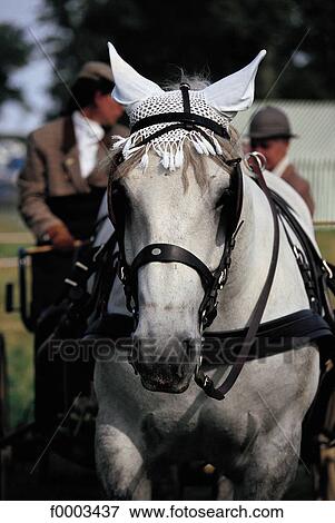horse, animal, animals, Percheron, ruminant, mammal, Normandy View Large Photo Image Stock Photo - horse, animal, animals, Percheron, ruminant, mammal, Normandy. Fotosearch