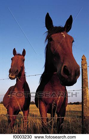 horse, animal, animals, ruminant, mammal, Normandy, Calvados View Large Photo Image Stock Image - horse, animal, animals, ruminant, mammal, Normandy, Calvados. Fotosearch