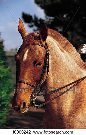 horse, animal, animals, ruminant, mammal, Normandy, Calvados View Large Photo Image Stock Image - horse, animal, animals, ruminant, mammal, Normandy, Calvados. Fotosearch