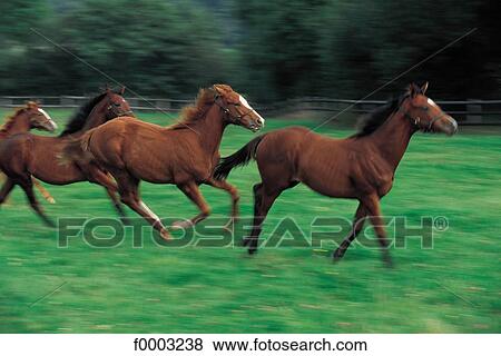 horse, animal, animals, ruminant, flock, herd, mammal View Large Photo Image Stock Photo - horse, animal, animals, ruminant, flock, herd, mammal. Fotosearch