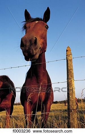 horse, animal, animals, ruminant, mammal, Normandy, Calvados View Large Photo Image Stock Photograph - horse, animal, animals, ruminant, mammal, Normandy, Calvados. Fotosearch