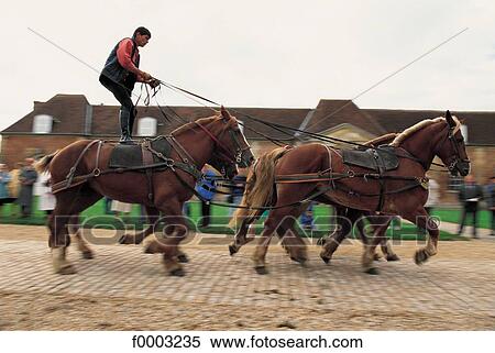 horse, harnessing, animal, animals, leisure, ruminant, mammal View Large Photo Image Stock Photography - horse, harnessing, animal, animals, leisure, ruminant, mammal. Fotosearch
