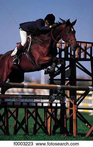 horse show, horse, rider, jump, jumping, obstacle View Large Photo Image Stock Image - horse show, horse, rider, jump, jumping, obstacle. Fotosearch