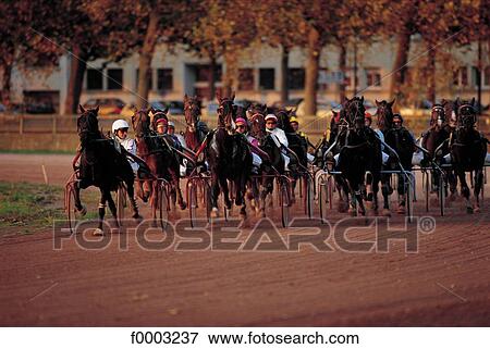 horse show, horse, rider, racecourse, trot, animal, animals View Large Photo Image Stock Photo - horse show, horse, rider, racecourse, trot, animal, animals. Fotosearch
