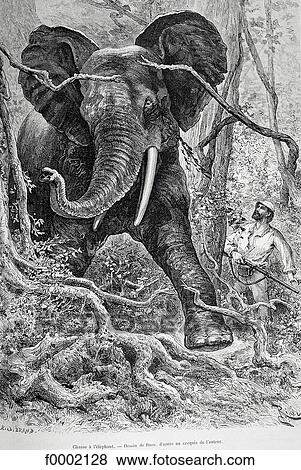 hunting, animal, animals, Tanzania, Northern Africa, elephant, illustration View Large Photo Image Stock Photo - hunting, animal, animals, Tanzania, Northern Africa, elephant, illustration. Fotosearch