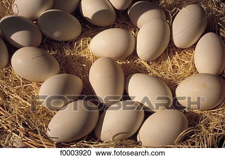 indoors, egg, inside, white, eggs, aliment View Large Photo Image Stock Image - indoors, egg, inside, white, eggs, aliment. Fotosearch