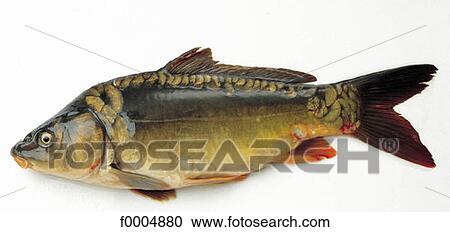 indoors, fish, inside, carp, sea fish, aliment View Large Photo Image Stock Image - indoors, fish, inside, carp, sea fish, aliment. Fotosearch