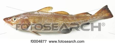 indoors, fish, inside, sea fish, cod, aliment View Large Photo Image Stock Photo - indoors, fish, inside, sea fish, cod, aliment. Fotosearch