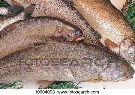 indoors, fish, inside, sea fish, trout, aliment View Large Photo Image Stock Image - indoors, fish, inside, sea fish, trout, aliment. Fotosearch
