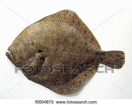 Stock Photography - indoors, fish, inside, turbot, sea fish, aliment. Fotosearch