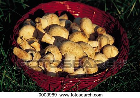 indoors, mushroom, inside, basket, button mushroom, aliment View Large Photo Image Stock Photo - indoors, mushroom, inside, basket, button mushroom, aliment. Fotosearch