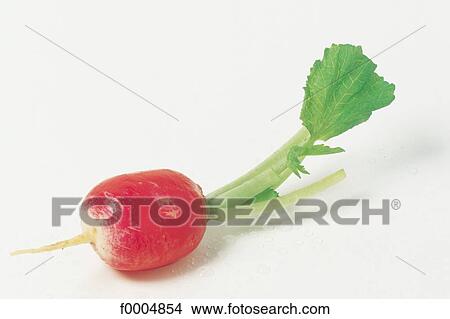 Picture - indoors, vegetable, inside, radish, root, aliment. Fotosearch