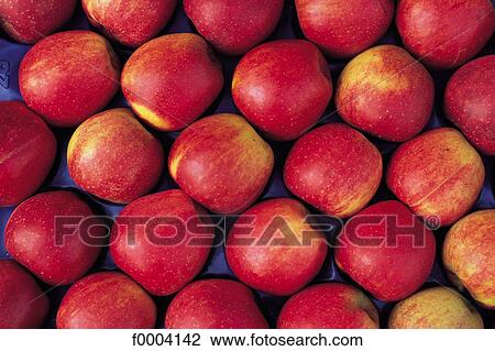 inside, apple, pip fruit, fruit, red, aliment View Large Photo Image Stock Image - inside, apple, pip fruit, fruit, red, aliment. Fotosearch